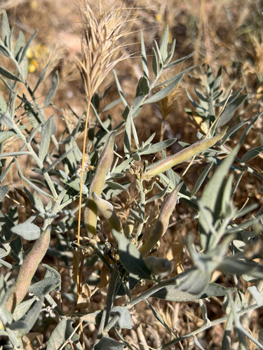 Amsonia tomentosa