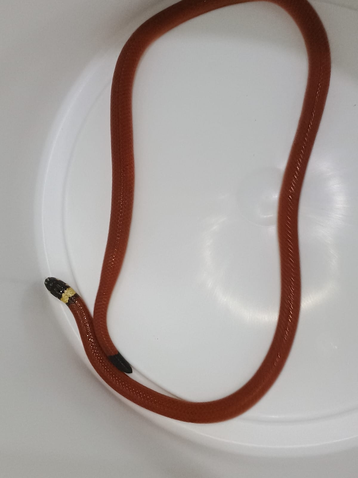 Central Burrowing Snake