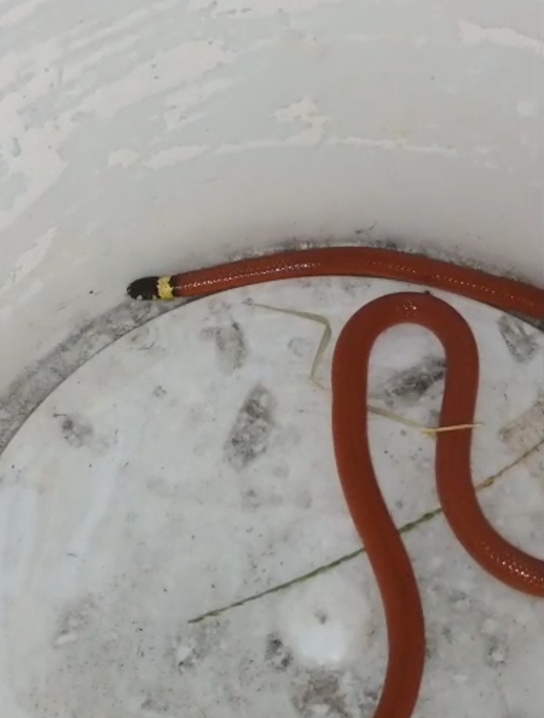Central Burrowing Snake photo 2