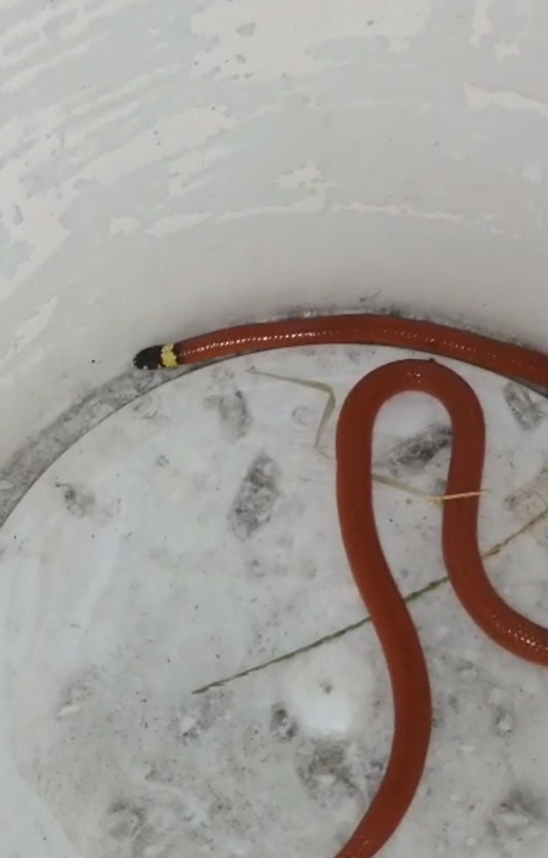 Central Burrowing Snake photo 3