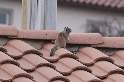 Rock Squirrel