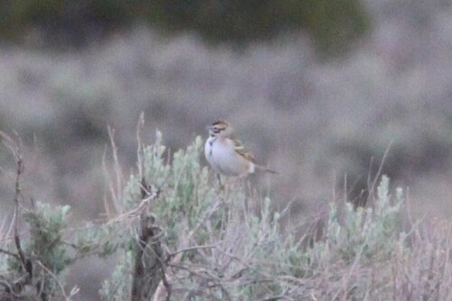 Lark Sparrow