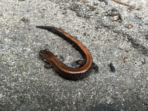 Eastern Red-backed Salamander observed by terri-sleevedheart