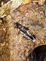 Diplatyidae