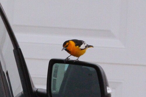 Bullock's Oriole