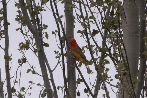 Summer Tanager