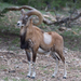 Wild Sheep - Photo (c) 
Susan E Adams, some rights reserved (CC BY-SA)