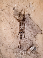 Tylorida