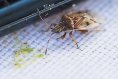 Kleidocerys privignus