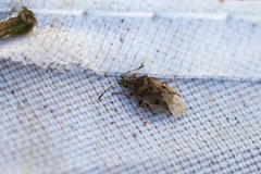 Kleidocerys privignus