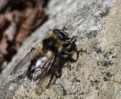 Criorhina verbosa