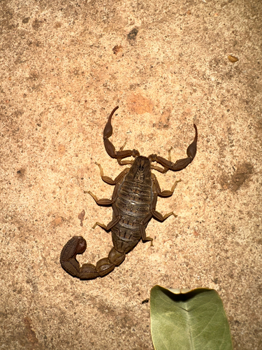 Alligatorback Scorpion