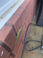 Anolis carolinensis
