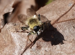 Criorhina verbosa
