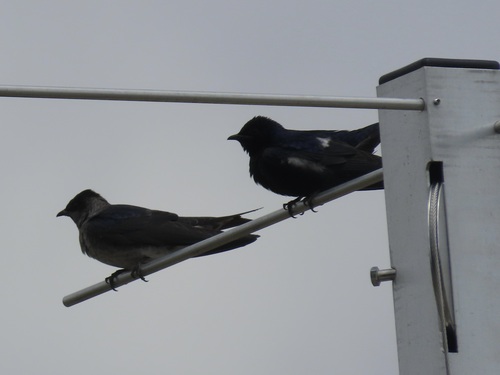 Purple Martin observed by dtwilliams