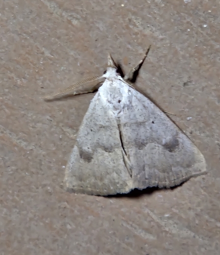 Pseudorgyia versuta
