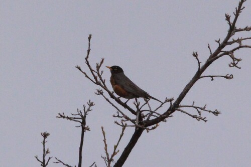 American Robin