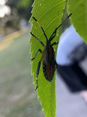 Amorbini