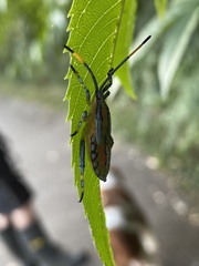 Amorbini