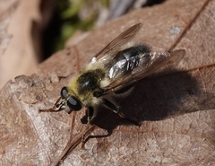 Criorhina verbosa