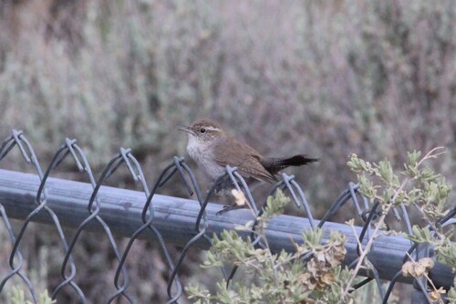Bewick's Wren