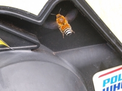 Megachile lanata image