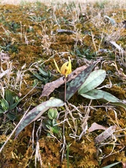 Erythronium umbilicatum