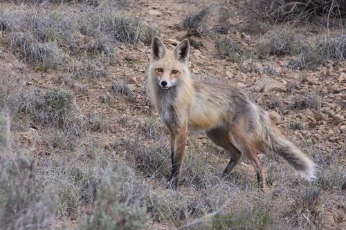 Red Fox