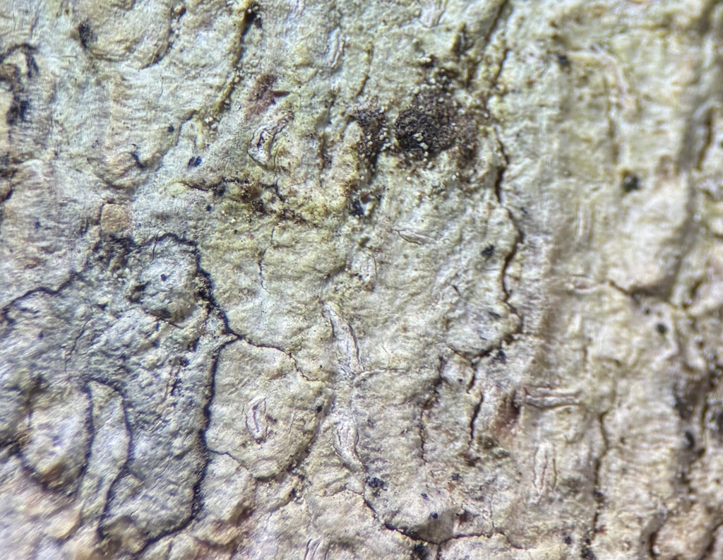 Acanthothecis poitaeoides