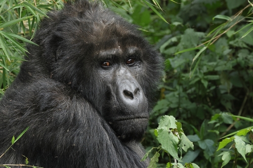 Mountain Gorilla