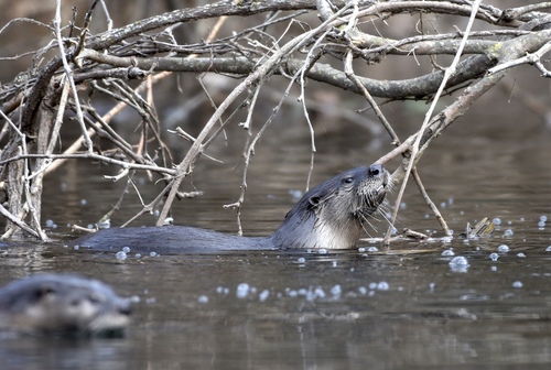 North American River Otter photographed in Arkansas