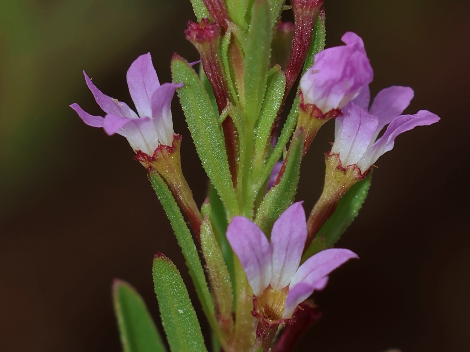 Lythrum tribracteatum