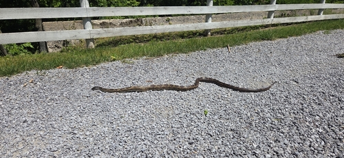 Gray Ratsnake