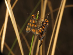 Amata trigonophora