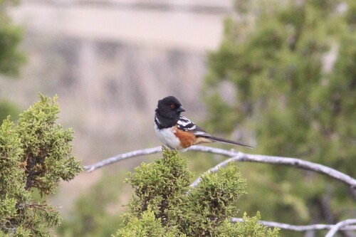 Spotted Towhee
