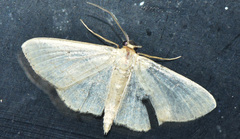 Scopula minorata