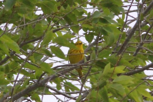 Northern Yellow Warbler