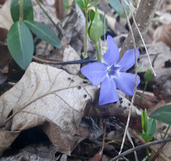 Vinca minor