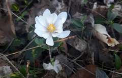 Sanguinaria canadensis