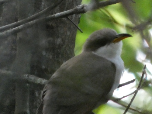 Yellow-billed Cuckoo observed by kcthetc1