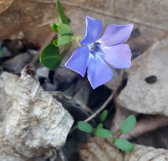 Vinca minor