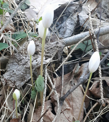 Sanguinaria canadensis