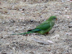 Polytelis swainsonii