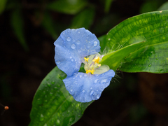 Commelina auriculata, photograph (c) Saryu Mae 前 朝琉, some rights reserved (CC BY)