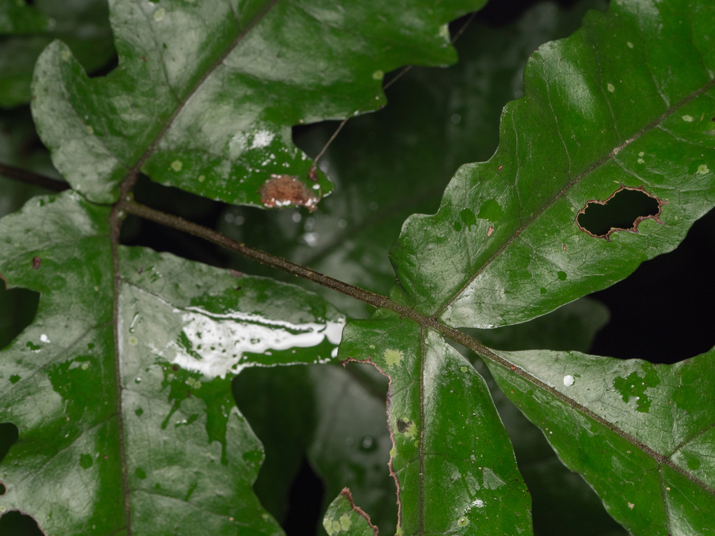 Tectaria subtriphylla; photograph (c) Saryu Mae 前 朝琉, some rights reserved (CC BY)