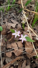 Claytonia lanceolata