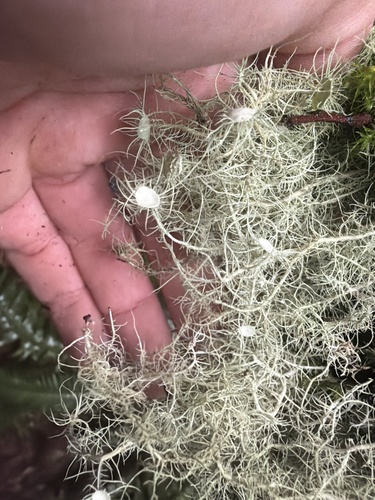 Usnea quasirigida observed 2026-05-13