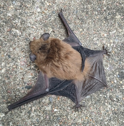 Big Brown Bat observed by mcferny