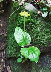 Malaxis histionantha