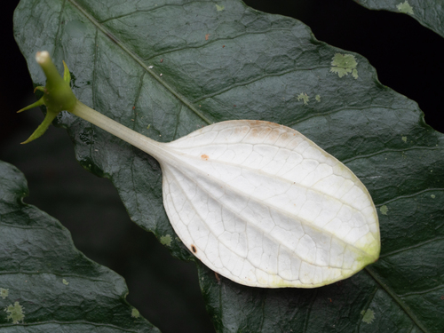 Mussaenda parviflora, photograph 2